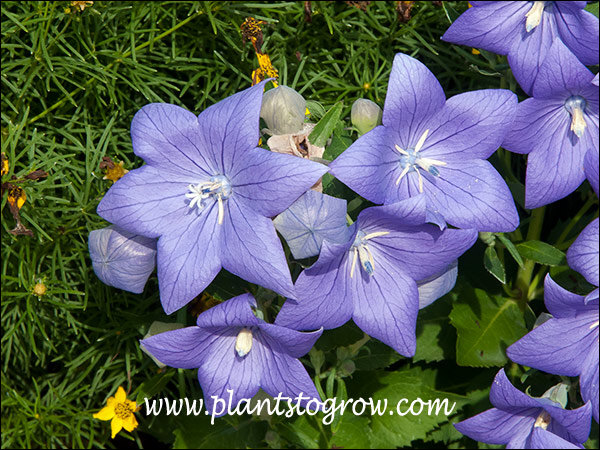 This was a nice combo of the blue Platycodon and the yellow Coreopsis.